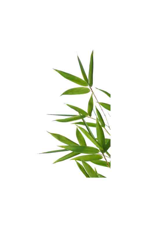 黄色荧光