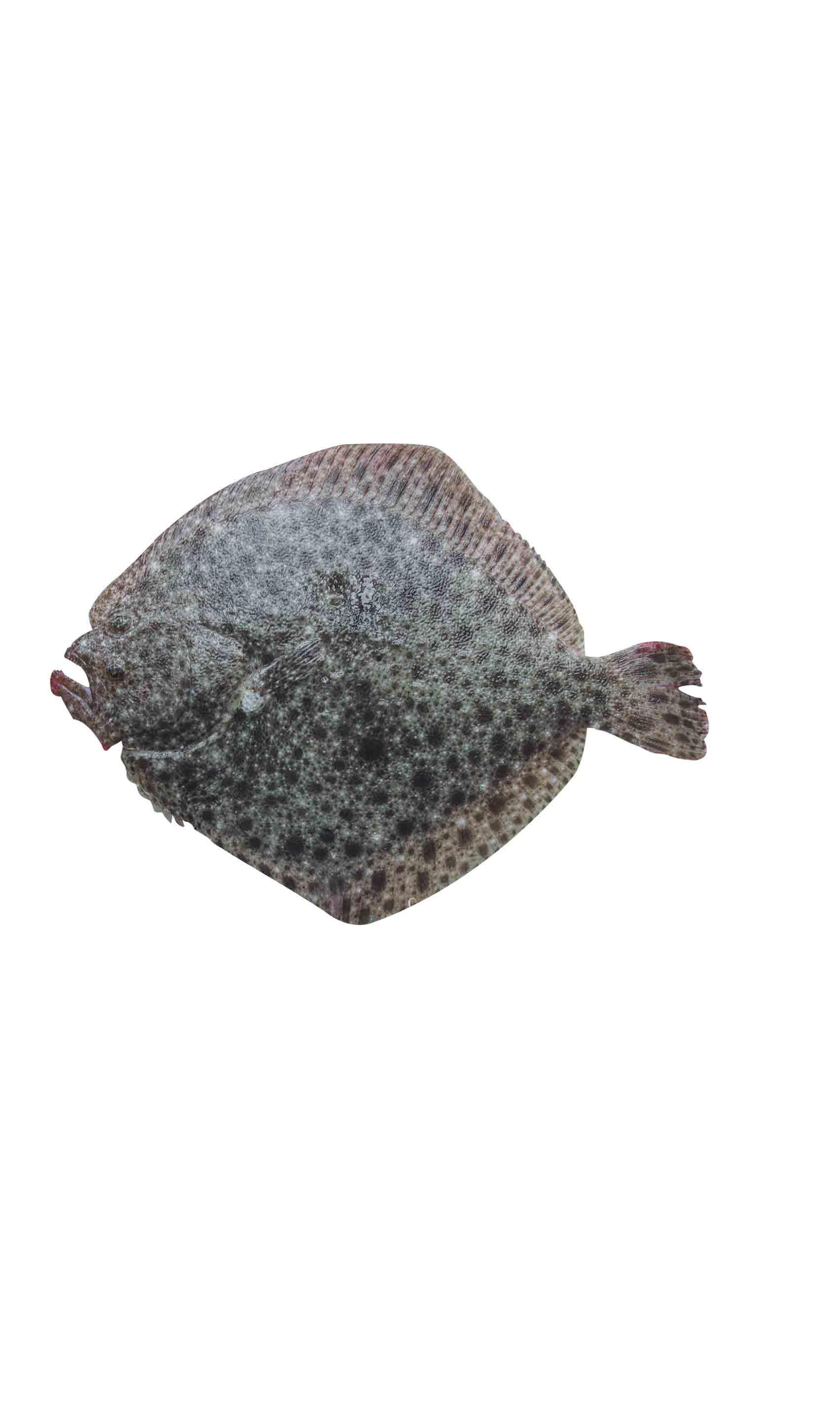 多宝鱼