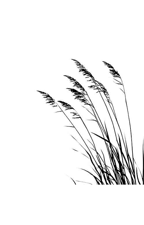 黄色荧光