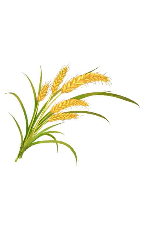 黄色荧光