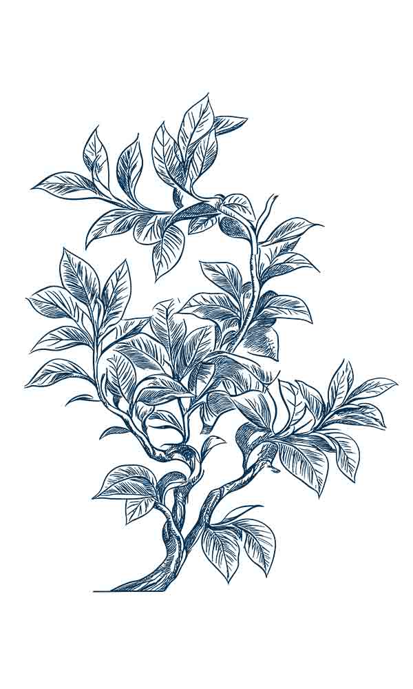 素描茶树