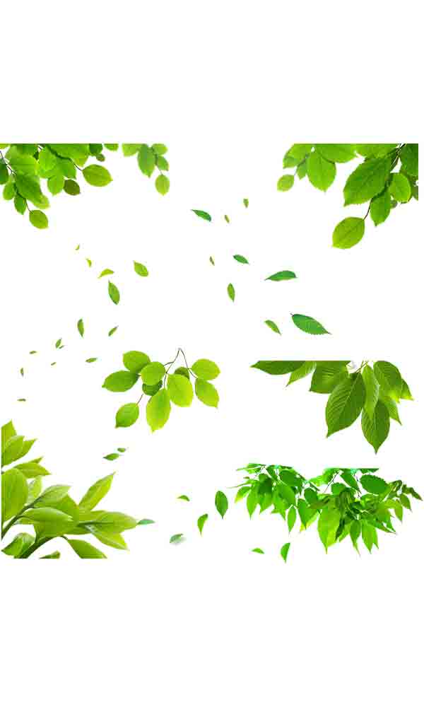 绿色树叶漫天飞舞