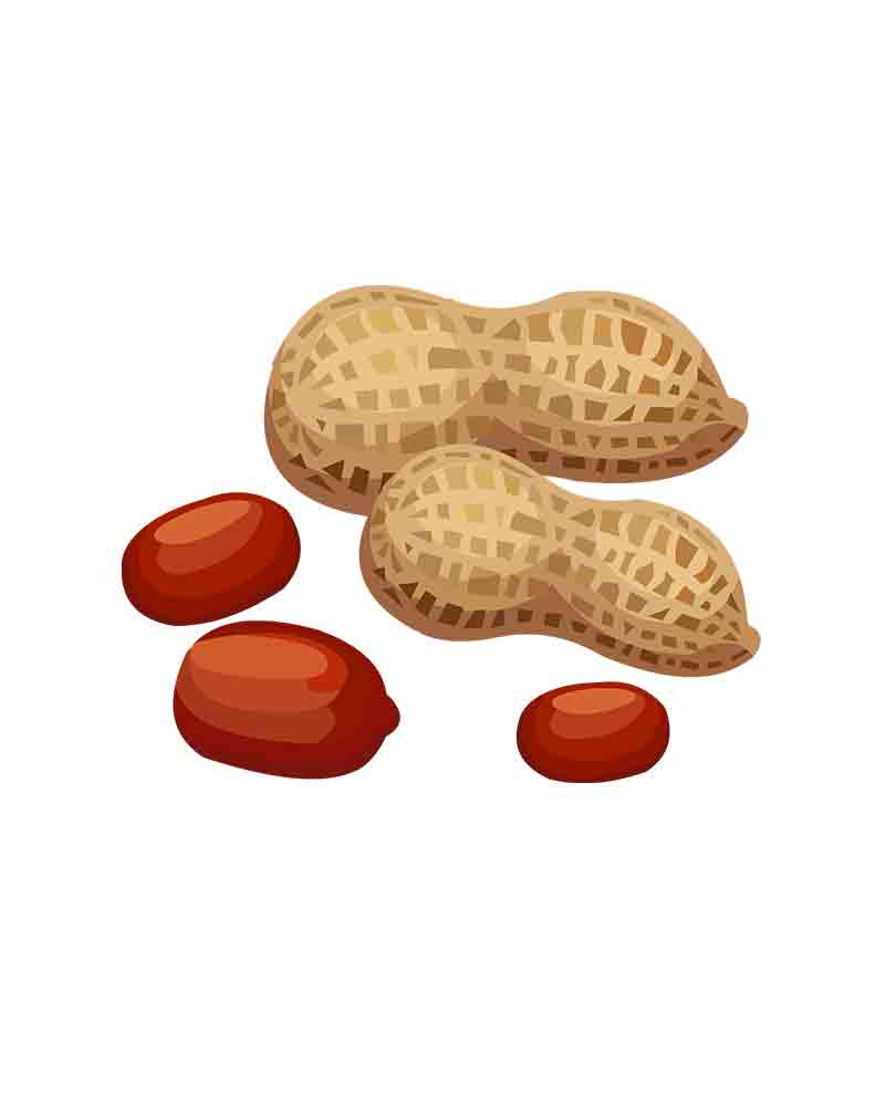 新鲜的花生_元素编号12071748