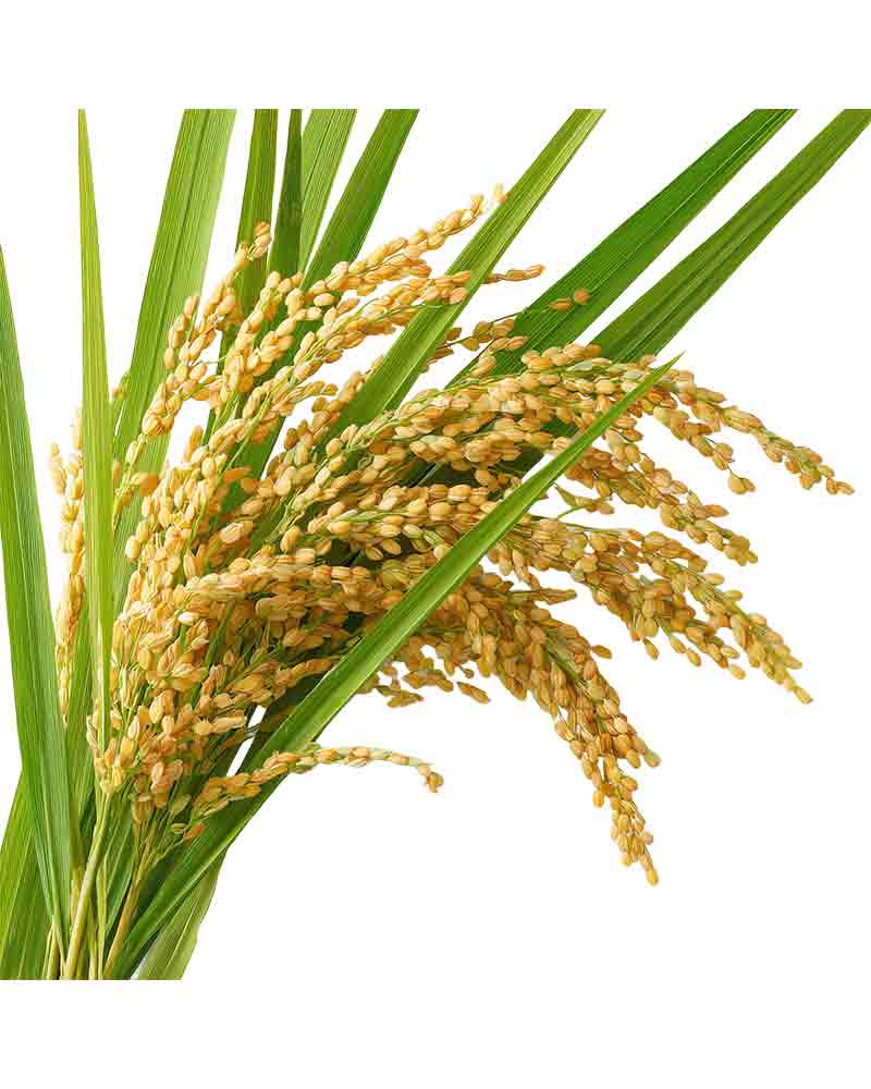 金黄稻穗丰收元素_元素编号16072154