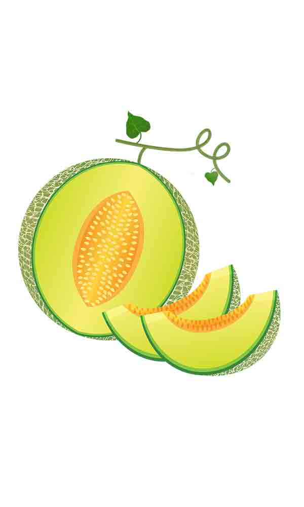 夏天水果甜瓜哈密瓜_元素编号13108934