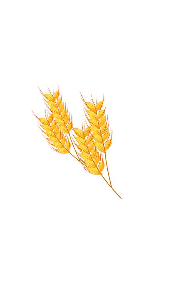 金色麦穗粮食麦子_元素编号11890467