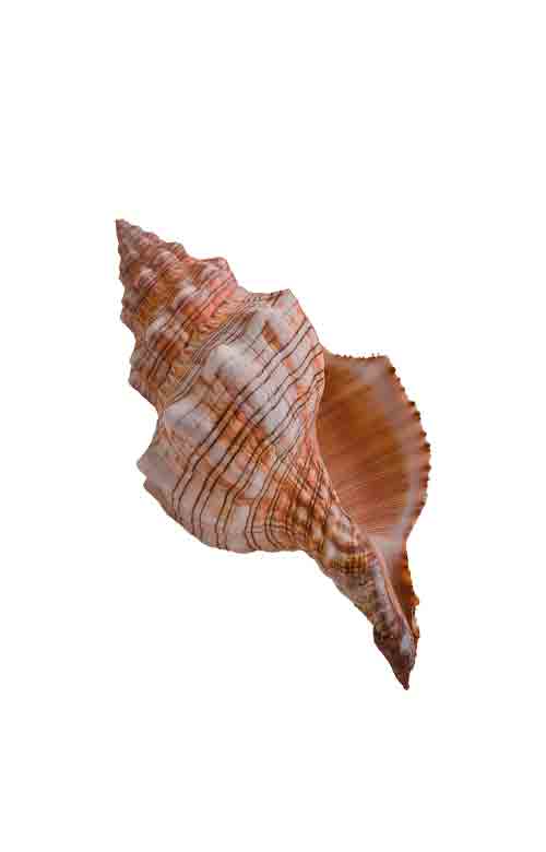 海螺