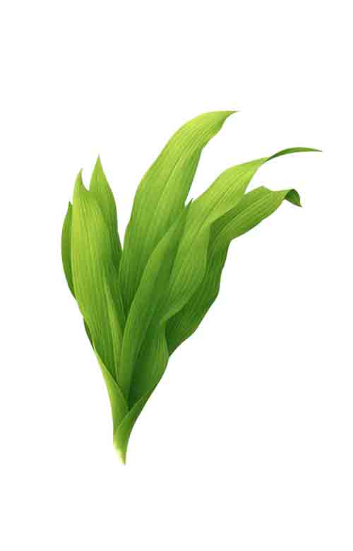 黄色荧光