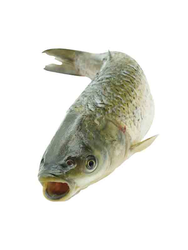 餐饮食材草鱼_元素编号12831082