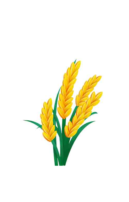 黄色荧光