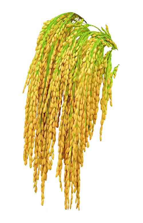 黄色荧光